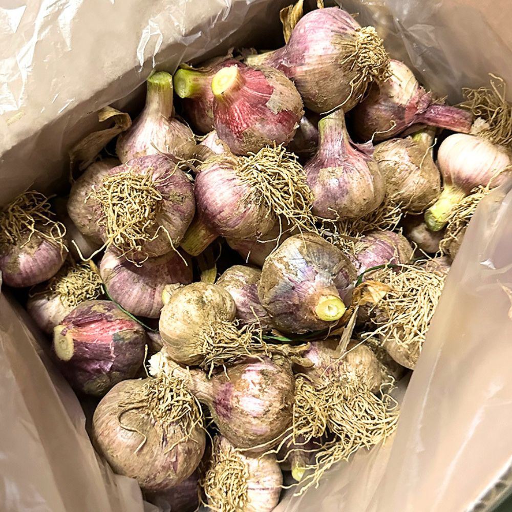 국내산 햇 마늘 선별 3kg 대크기 중크기 혼합 - 상세 이미지 2
