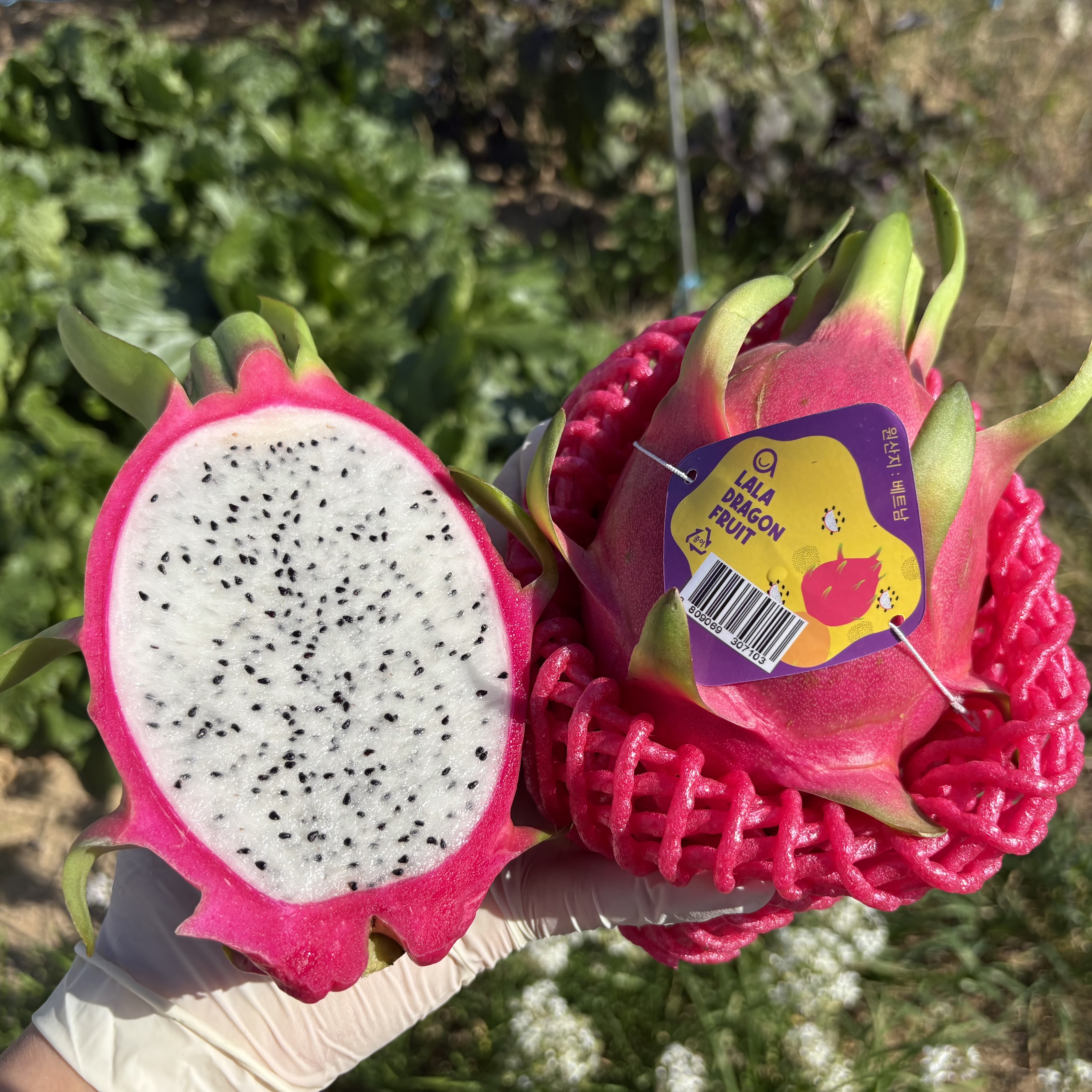 베트남 프리미엄 화이트 용과 1kg 5kg - 상세 이미지 5