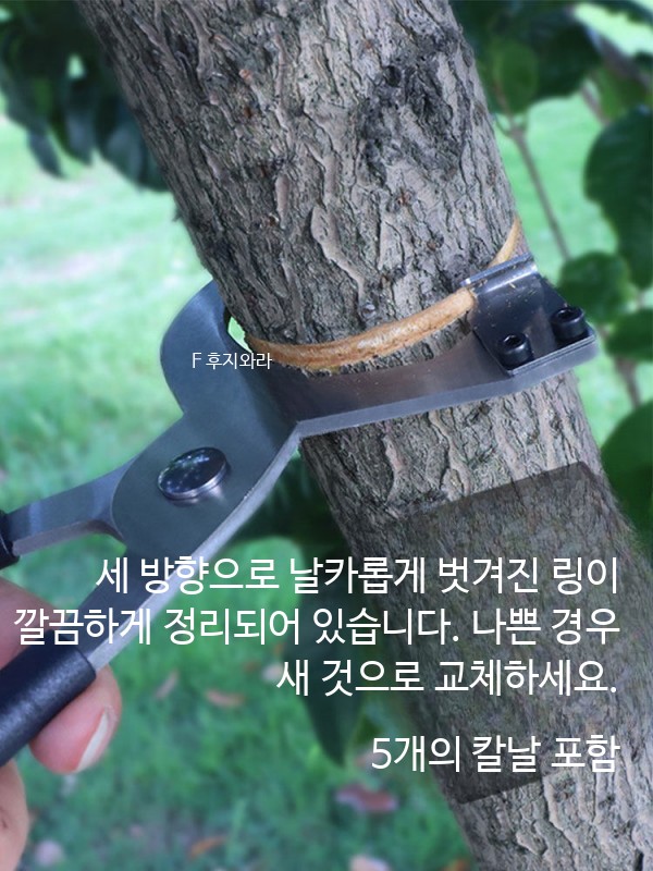 원예용 사과나무 박피칼 집게 과일나무 껍질 과수원 고리 제거 - 상세 이미지 2