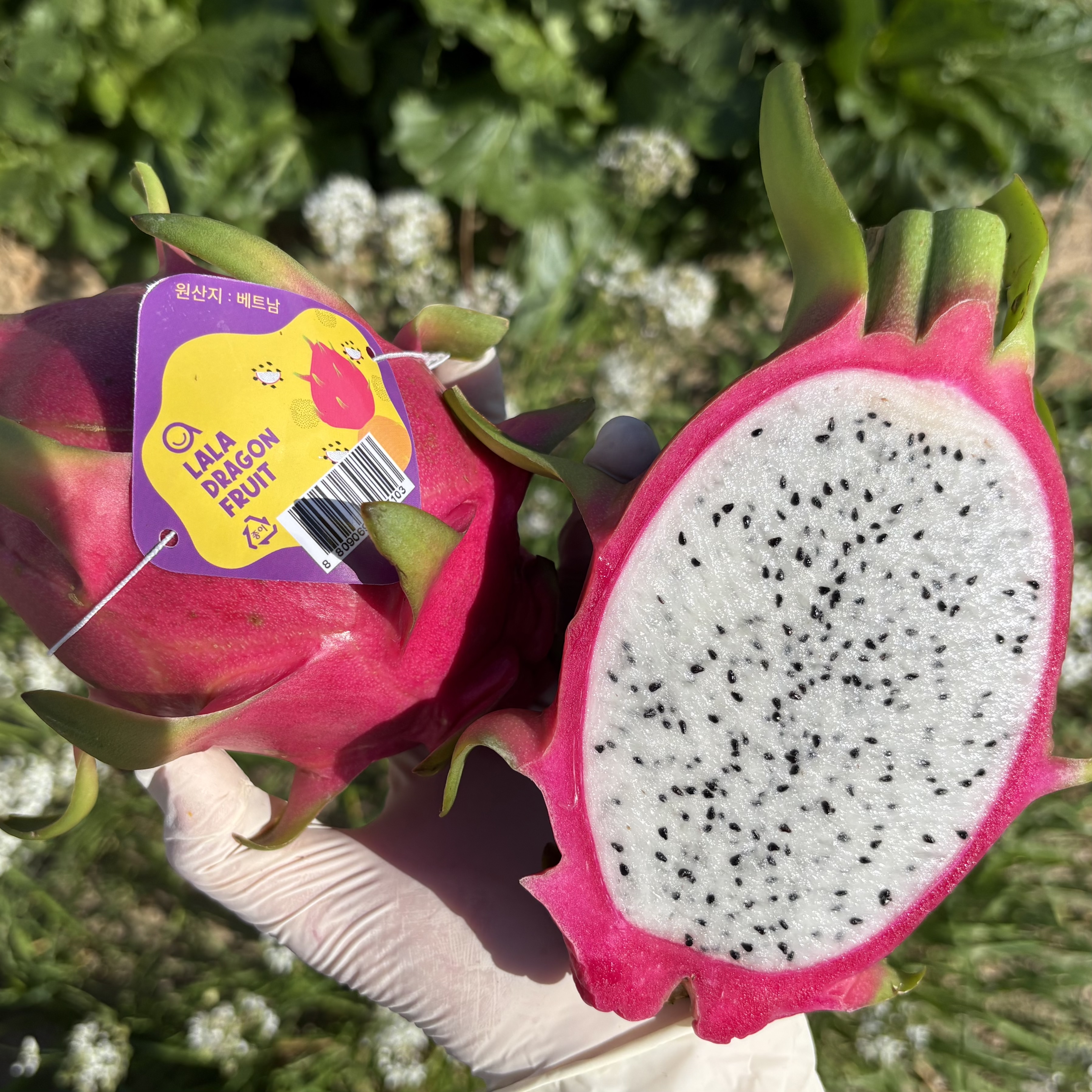 베트남 프리미엄 화이트 용과 1kg 5kg - 상세 이미지 3