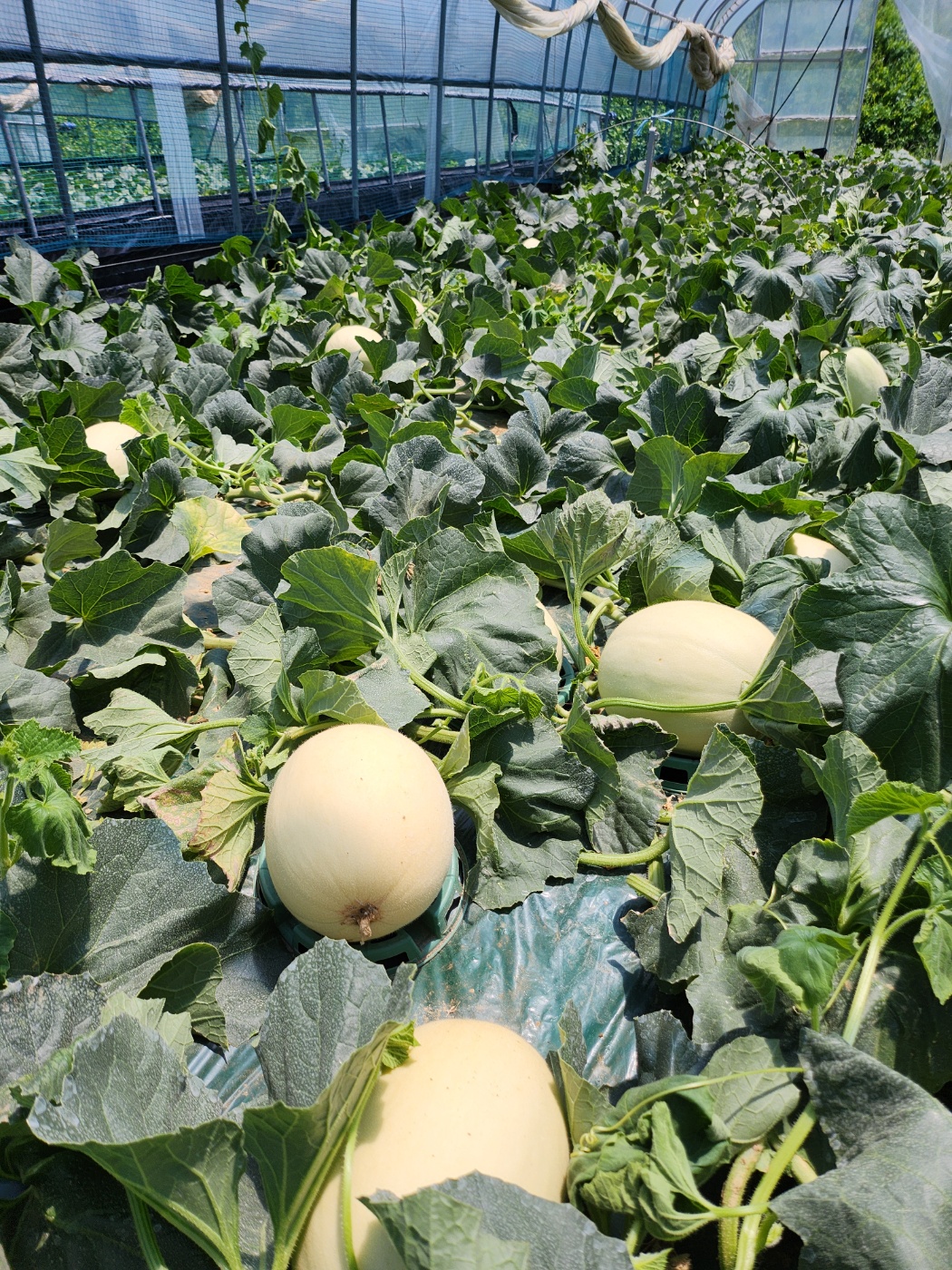 고당도 선별 수신메론 수신멜론 5kg 산지직송 멜론 당일수확 가정용 선물용 - 상세 이미지 2
