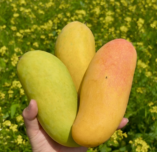 태국 프리미엄 무지개망고 마하차녹 5kg 이미지 7