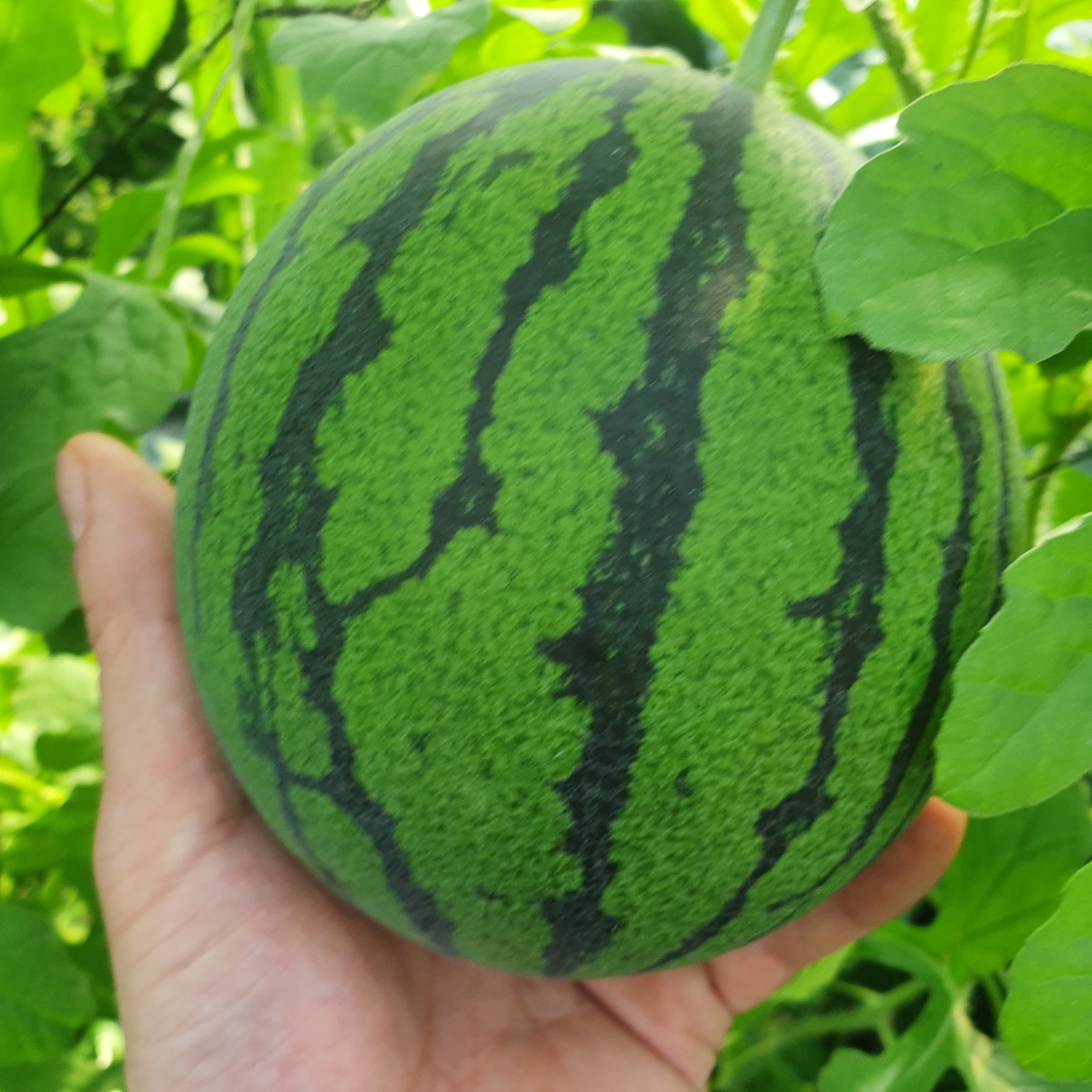 국내산 프리미엄 미니 애플수박 1.8kg 2통 - 상세 이미지 5