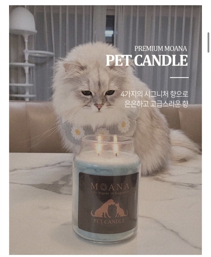 모아나 펫캔들[MOANA FRAGRANCE] 럭셔리 반려동물 캔들 모아나프래그런스 - 상세 이미지 3
