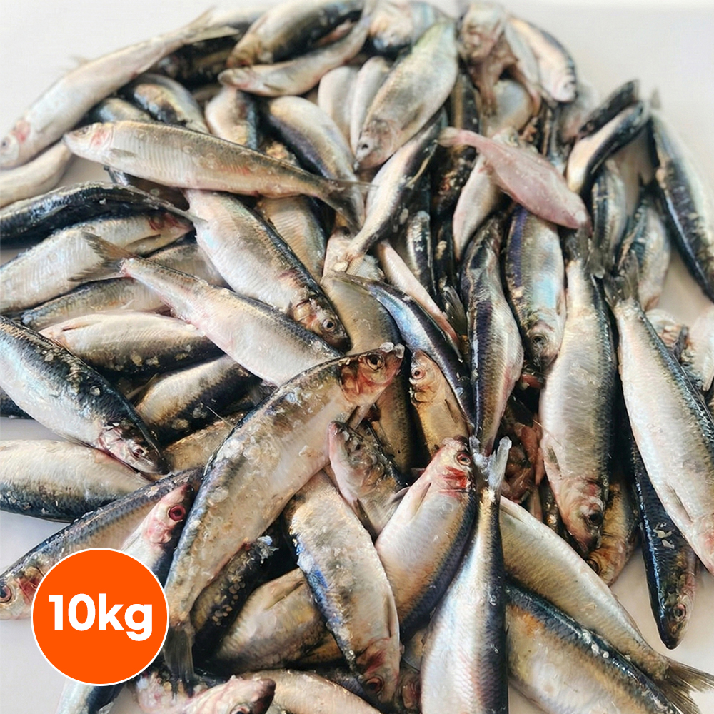 국내산 냉동 청어 10kg 업소용 구이용 스끼 벌크 - 상품 이미지