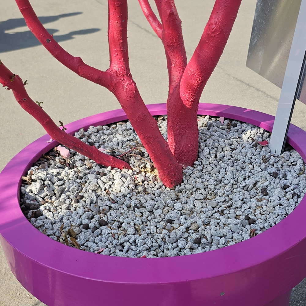백색화산석 2kg(1봉) 폴라이트 화산석 화분 원예 마감재 분갈이용 경량골재가벼운돌 이미지 6