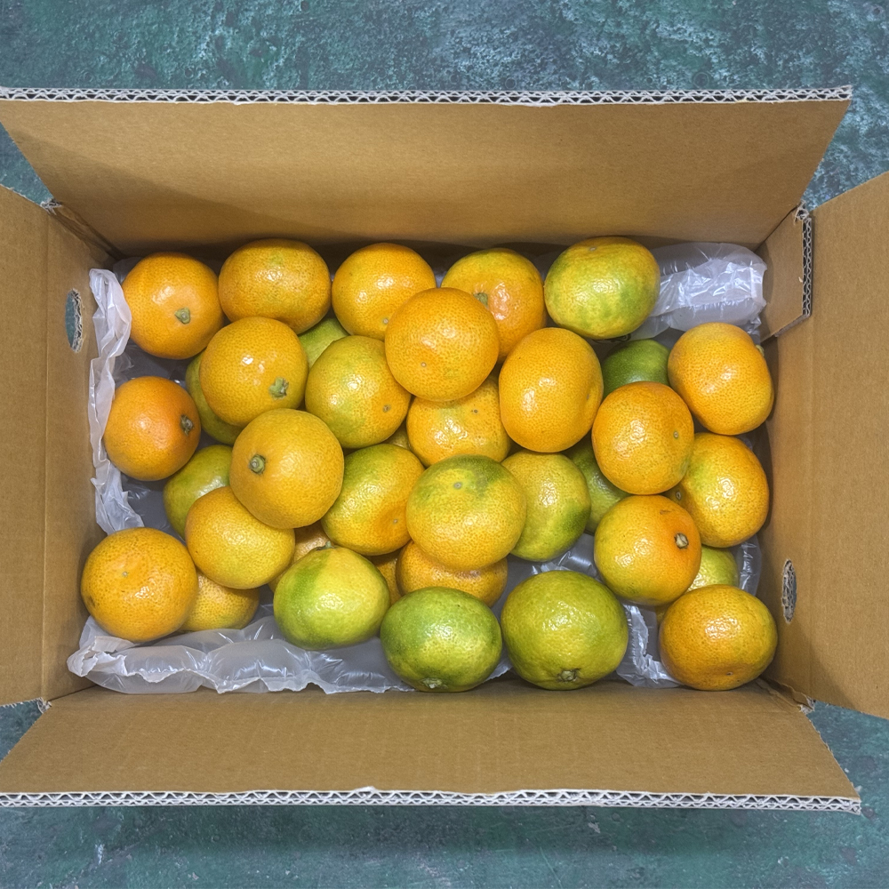 제주도 하우스 감귤 산지직송 고당도 새콤달콤 2kg 3kg 5kg - 상세 이미지 2