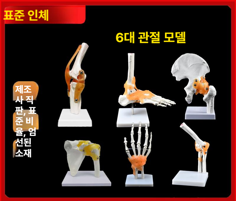 무릎관절 뼈모형 해부도 골격 표본 의료용 실습 교육 인체모형 해부학 학습 - 상세 이미지 2