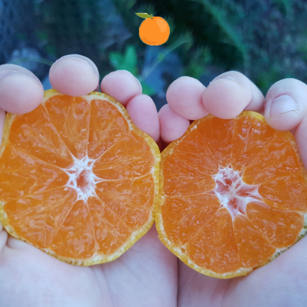 제주도 하우스 감귤 산지직송 고당도 새콤달콤 2kg 3kg 5kg - 상품 이미지