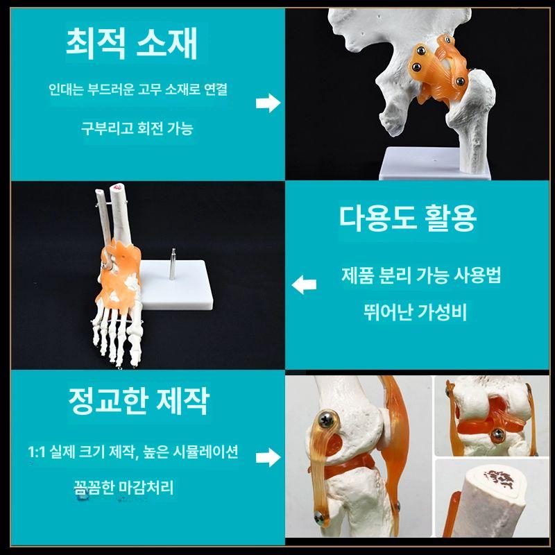 무릎관절 뼈모형 해부도 골격 표본 의료용 실습 교육 인체모형 해부학 학습 - 상세 이미지 3