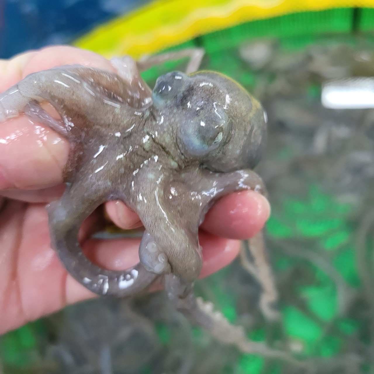 국내산 목포 활 뻘낙지 5마리 /신선배송/ 산소포장 /건강 보양식 - 상품 이미지