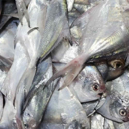 병어회무침 생선구이용 제철수산물 생물 병어 2kg