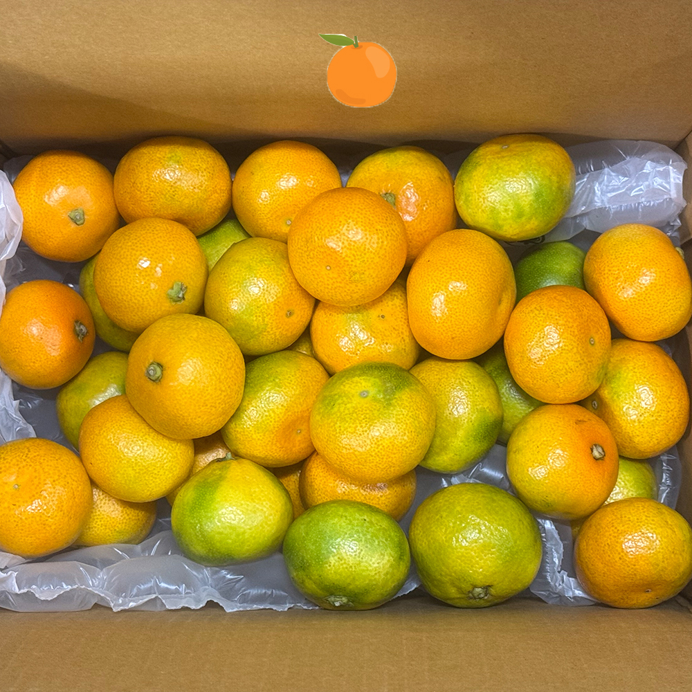 제주도 하우스 감귤 산지직송 고당도 새콤달콤 2kg 3kg 5kg - 상세 이미지 5