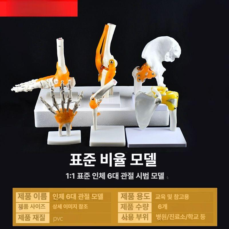 무릎관절 뼈모형 해부도 골격 표본 의료용 실습 교육 인체모형 해부학 학습 - 상세 이미지 4