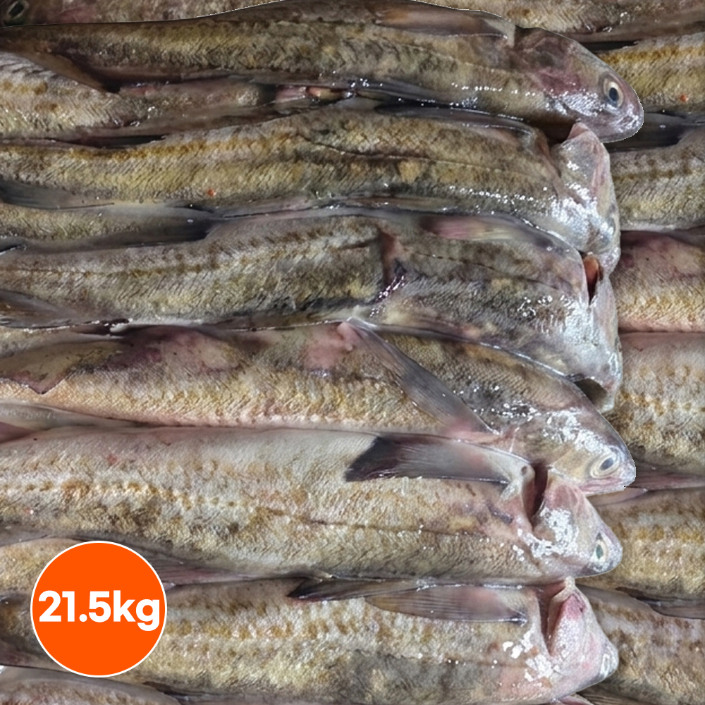 냉동 명태 동태 5통 6통 7통 8통 21.5kg 업소용 수입산 대용량 벌크 - 상품 이미지