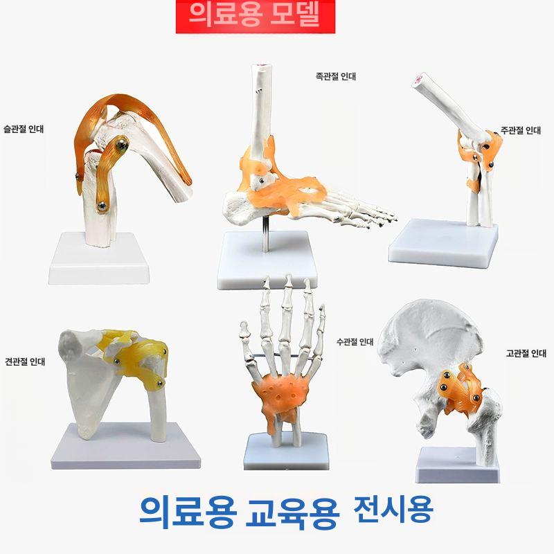 무릎관절 뼈모형 해부도 골격 표본 의료용 실습 교육 인체모형 해부학 학습 - 상세 이미지 5