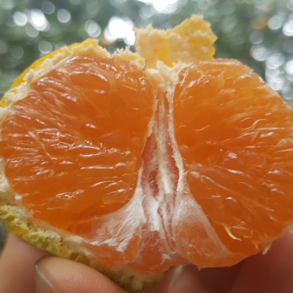 제주도 하우스 감귤 산지직송 고당도 새콤달콤 2kg 3kg 5kg - 상세 이미지 3