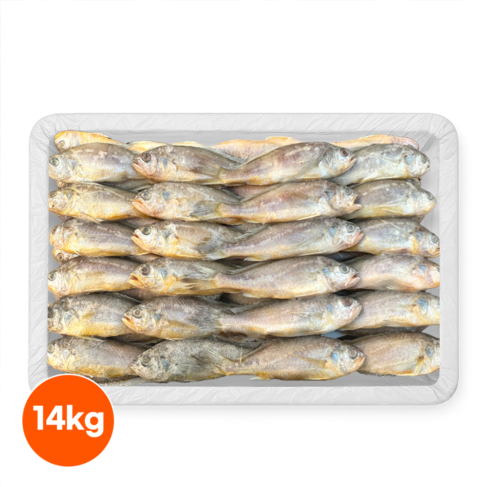 냉동 참조기 14kg 식당용 업소용 도매 구이용 생선 - 상품 이미지