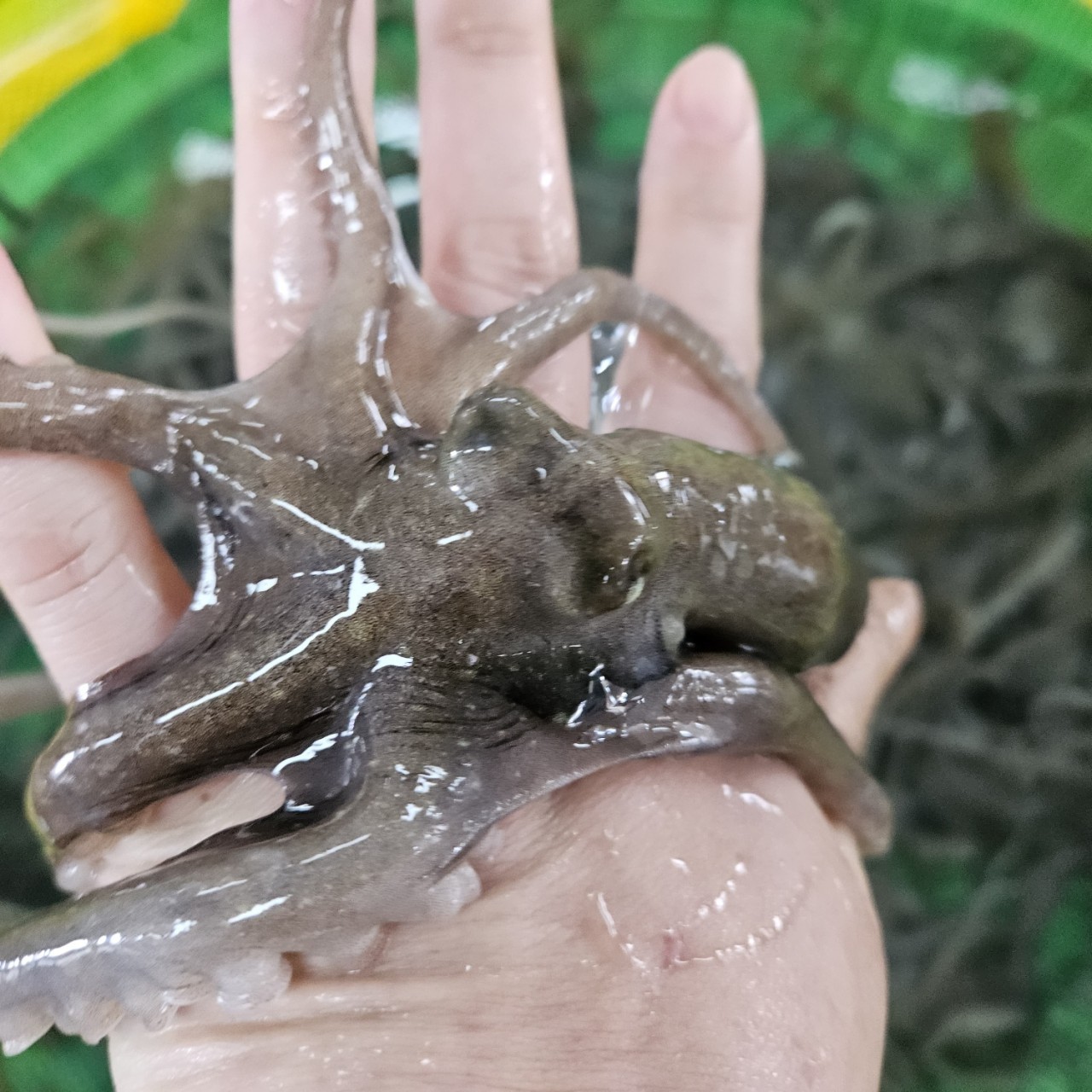 국내산 목포 활 뻘낙지 5마리 /신선배송/ 산소포장 /건강 보양식 이미지 7