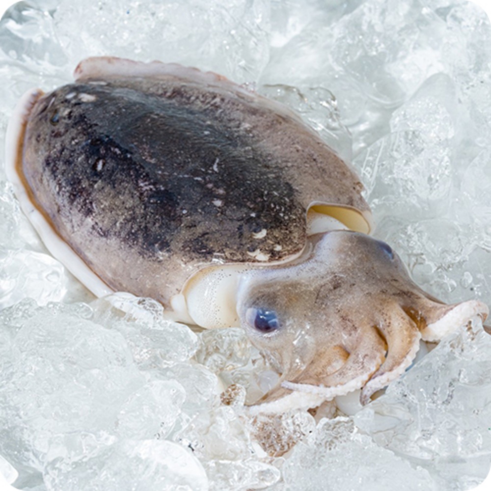 생오징어 물 산오징어 활갑오징어 국내산통오징어 갑오징어생물 통찜용 국산 특대, 3kg, 1개 - 상세 이미지 2
