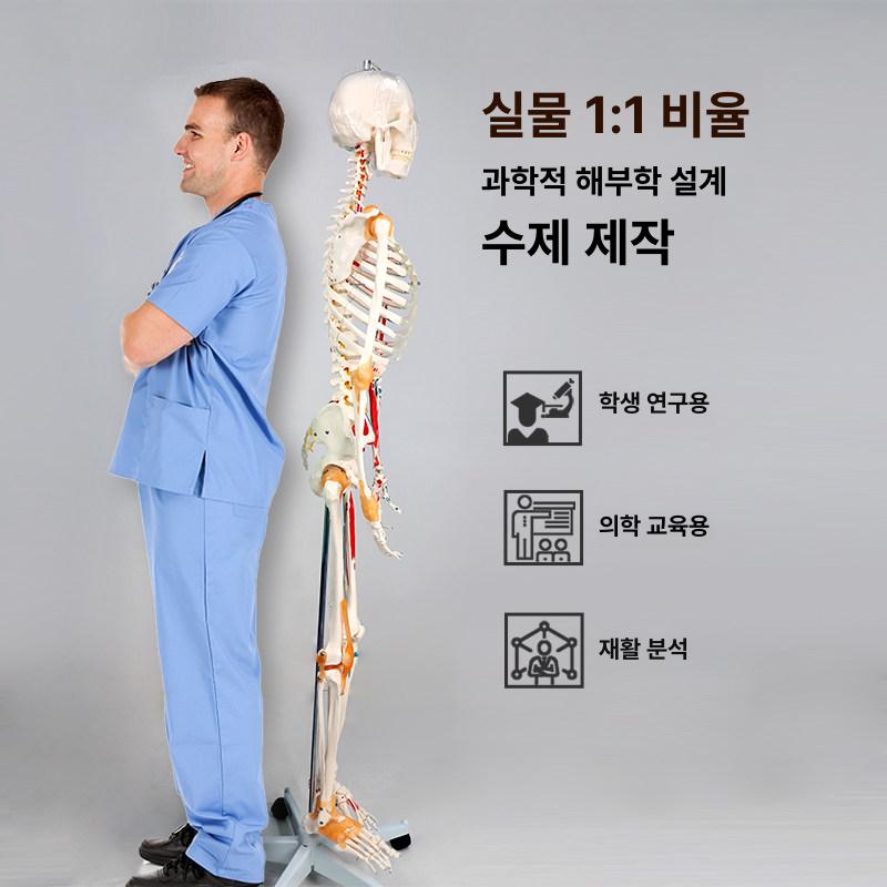 전신 해골 모형 인체 골격 해부학 실습 교육 모델 180cm 컬러 근육 기시점 허리 신경 - 상세 이미지 3