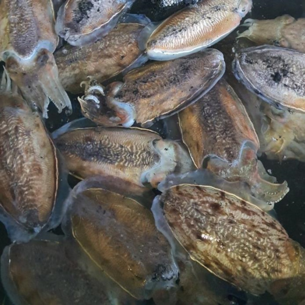 생오징어 물 산오징어 활갑오징어 국내산통오징어 갑오징어생물 통찜용 국산 특대, 3kg, 1개 - 상세 이미지 5