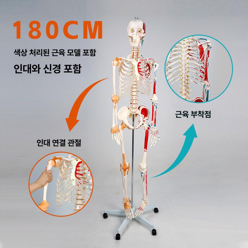 전신 해골 모형 인체 골격 해부학 실습 교육 모델 180cm 컬러 근육 기시점 허리 신경 - 상세 이미지 4