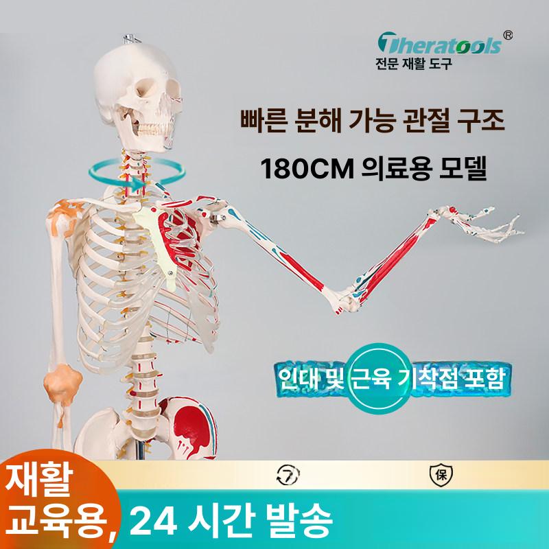 전신 해골 모형 인체 골격 해부학 실습 교육 모델 180cm 컬러 근육 기시점 허리 신경 - 상세 이미지 2
