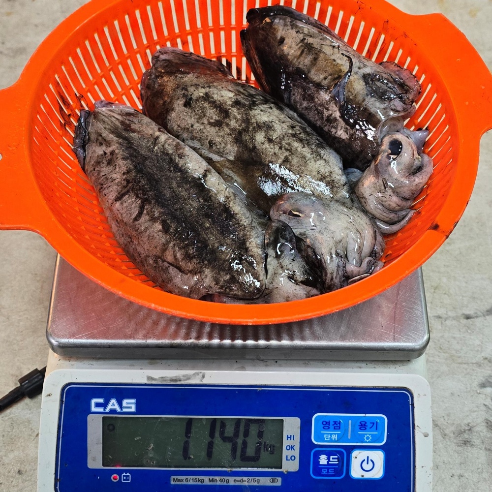 생오징어 물 산오징어 활갑오징어 국내산통오징어 갑오징어생물 통찜용 국산 특대, 3kg, 1개 - 상세 이미지 3