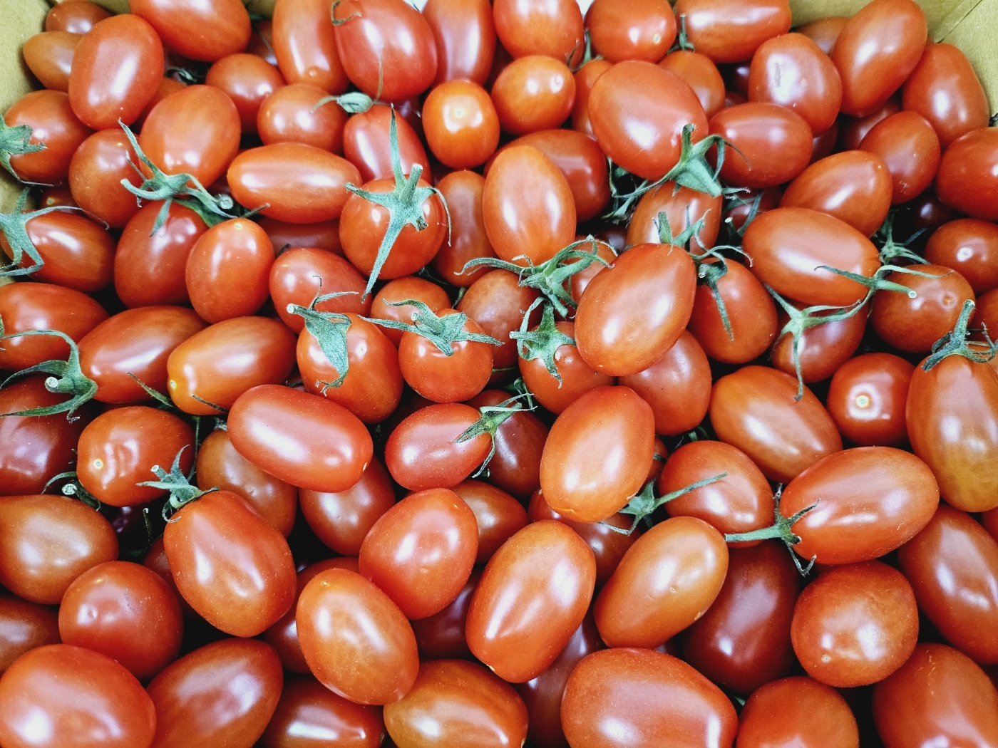 토해원 고당도 선별 대추 방울 토마토 1kg 2kg 3kg 특품 - 상세 이미지 3