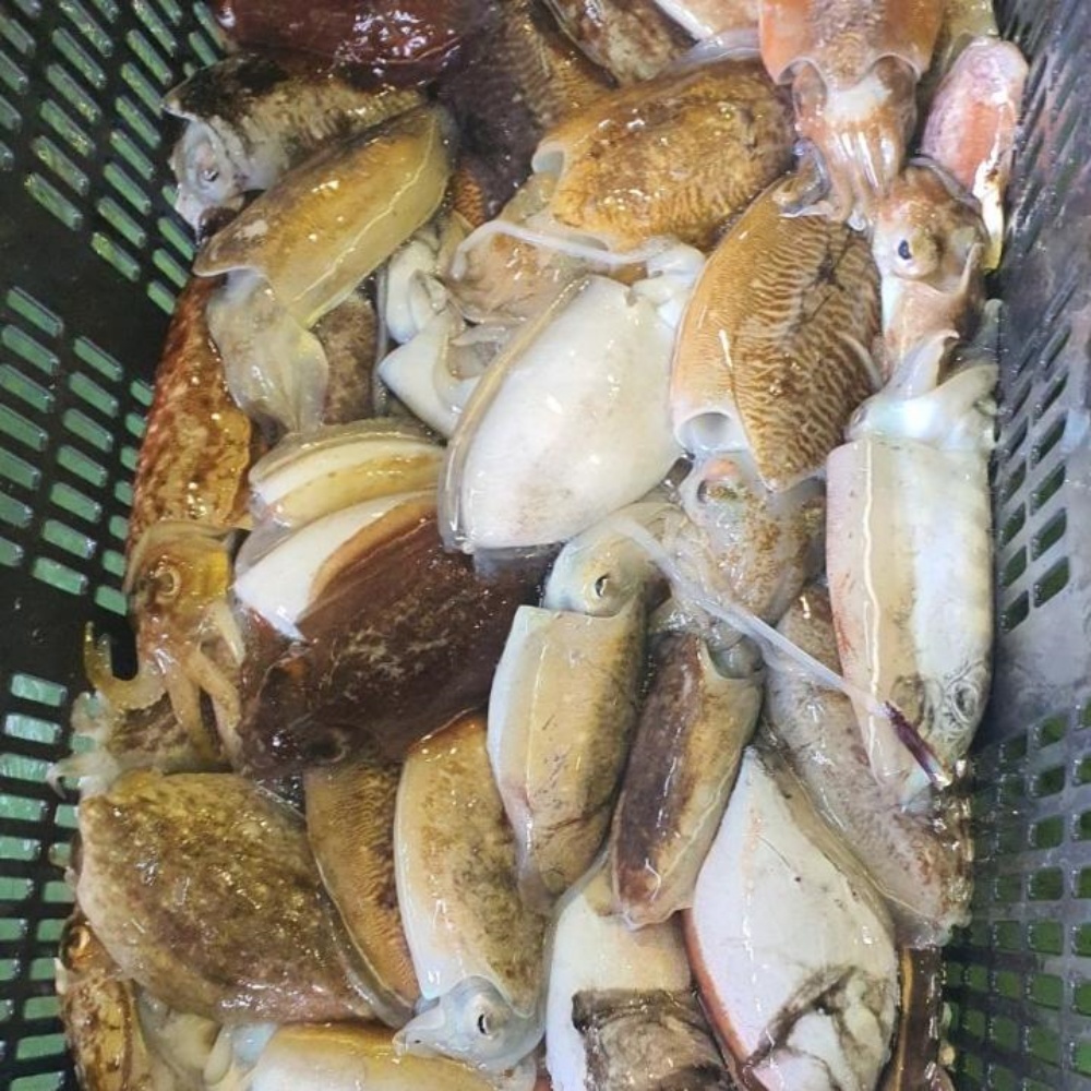 생오징어 물 산오징어 활갑오징어 국내산통오징어 갑오징어생물 통찜용 국산 특대, 3kg, 1개 - 상세 이미지 4
