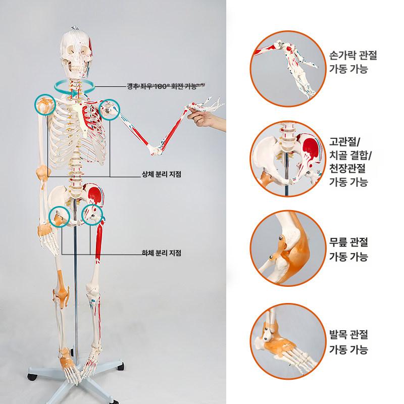 전신 해골 모형 인체 골격 해부학 실습 교육 모델 180cm 컬러 근육 기시점 허리 신경 - 상세 이미지 5