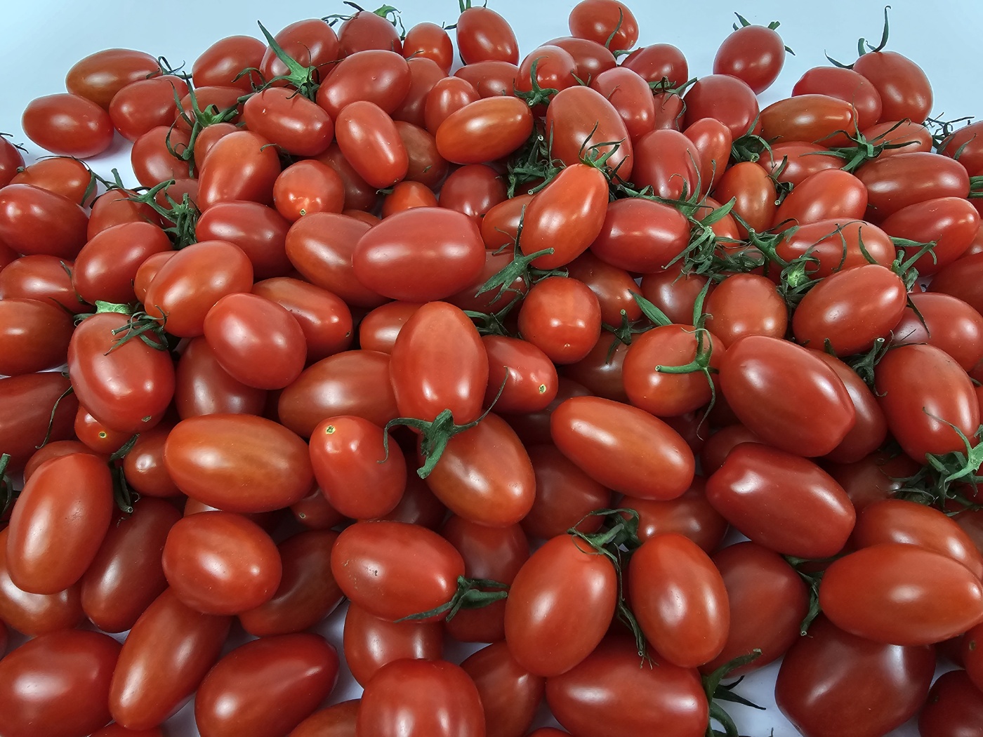 토해원 고당도 선별 대추 방울 토마토 1kg 2kg 3kg 특품 - 상세 이미지 5