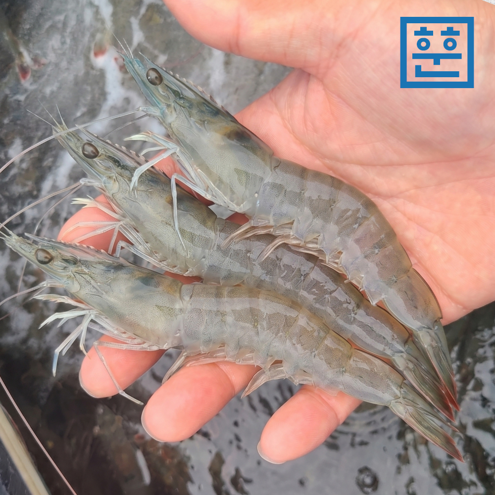 국내산 칵테일새우 무첨가물 친환경 손질새우 깐새우살 - 상세 이미지 3