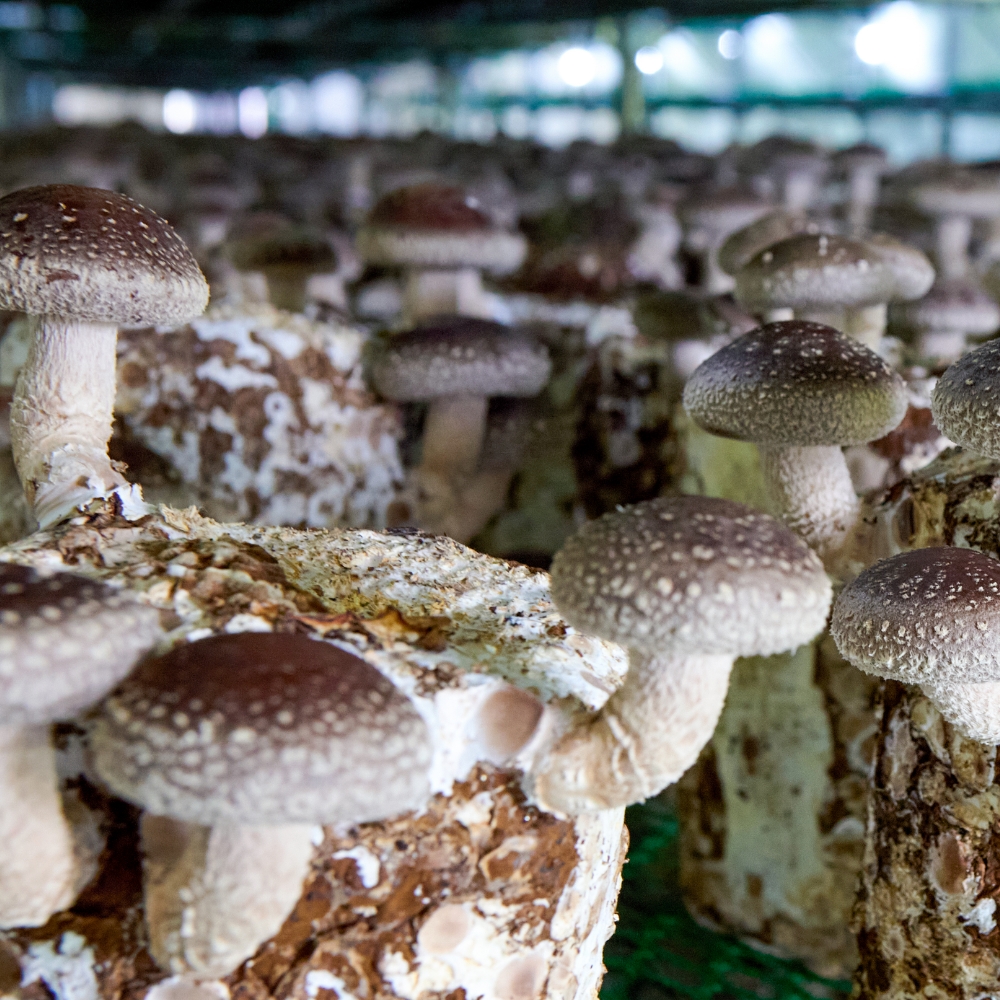 제주 생 표고버섯 1kg - 상세 이미지 5
