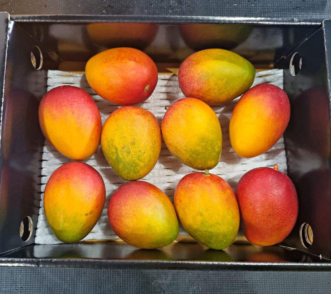 제주 미니 애플망고 500g 1kg 2kg 3kg 중과 대과 특과 가정용 선물용 산지직송 - 상품 이미지
