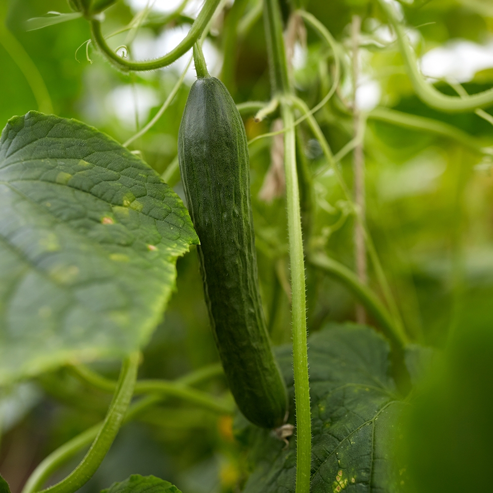 아삭아삭 제주 가시오이 2kg 제주제철채소 담기 양파 감자 당근 - 상세 이미지 3