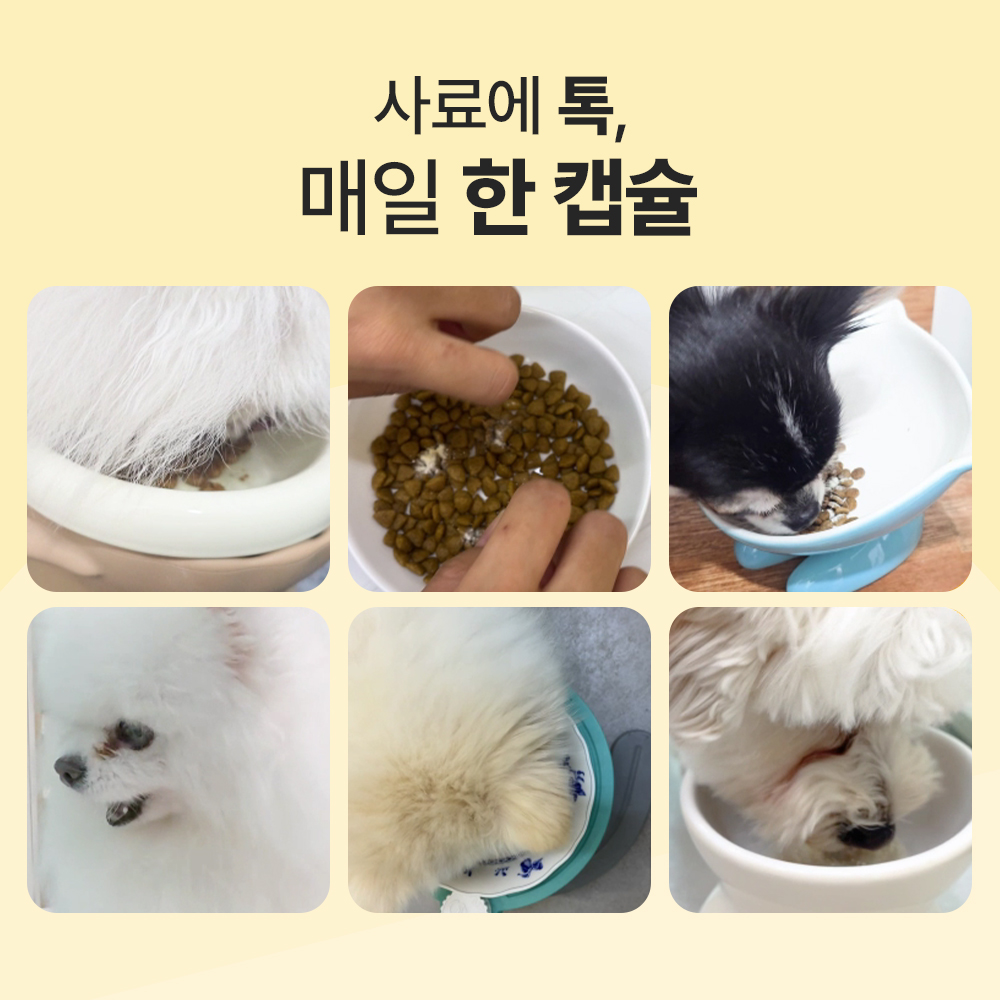 닥터바이 비타징크 강아지 종합영양제 멀티비타민 피부 눈 기관지 관절 노견 60캡슐, 1개 이미지 6