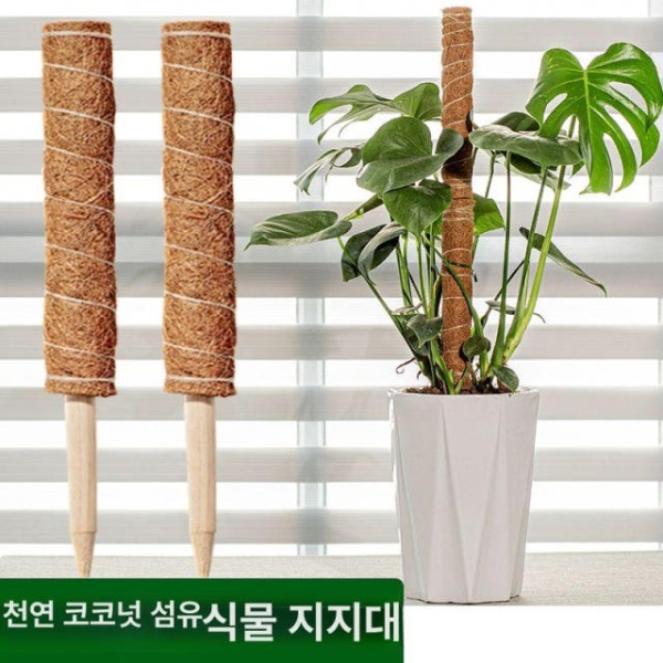싱그러운 수염틸란드시아 공기정화 공중식물 야자봉 이오난사 식물 단일 105cm 스트랩 포함 - 상세 이미지 2