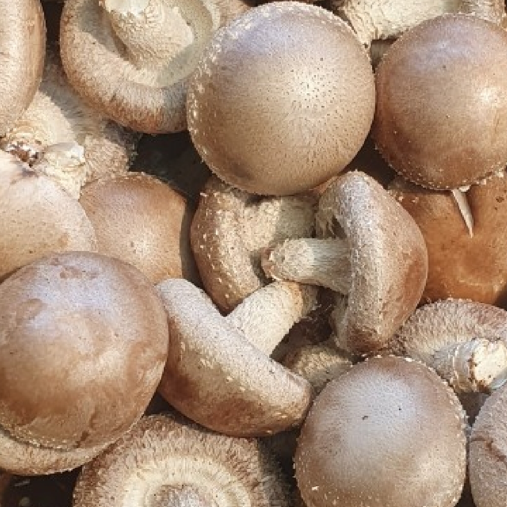 제주 생 표고버섯 1kg - 상세 이미지 2