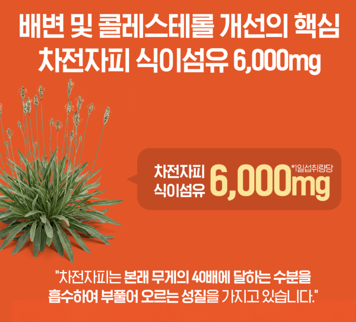가르시니아추출물 garcinia 체지방감소영양제 컷팅제 캄보지아 가르니시아 보조제 이미지 7