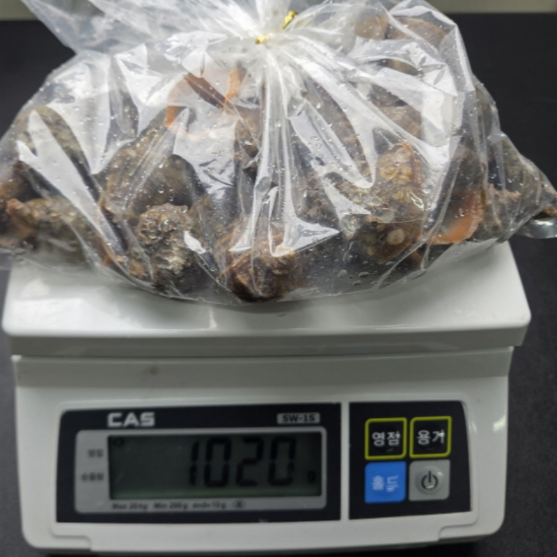 자연가득 연안 꼬마 참소라 1kg 30-50미내외 - 상세 이미지 5
