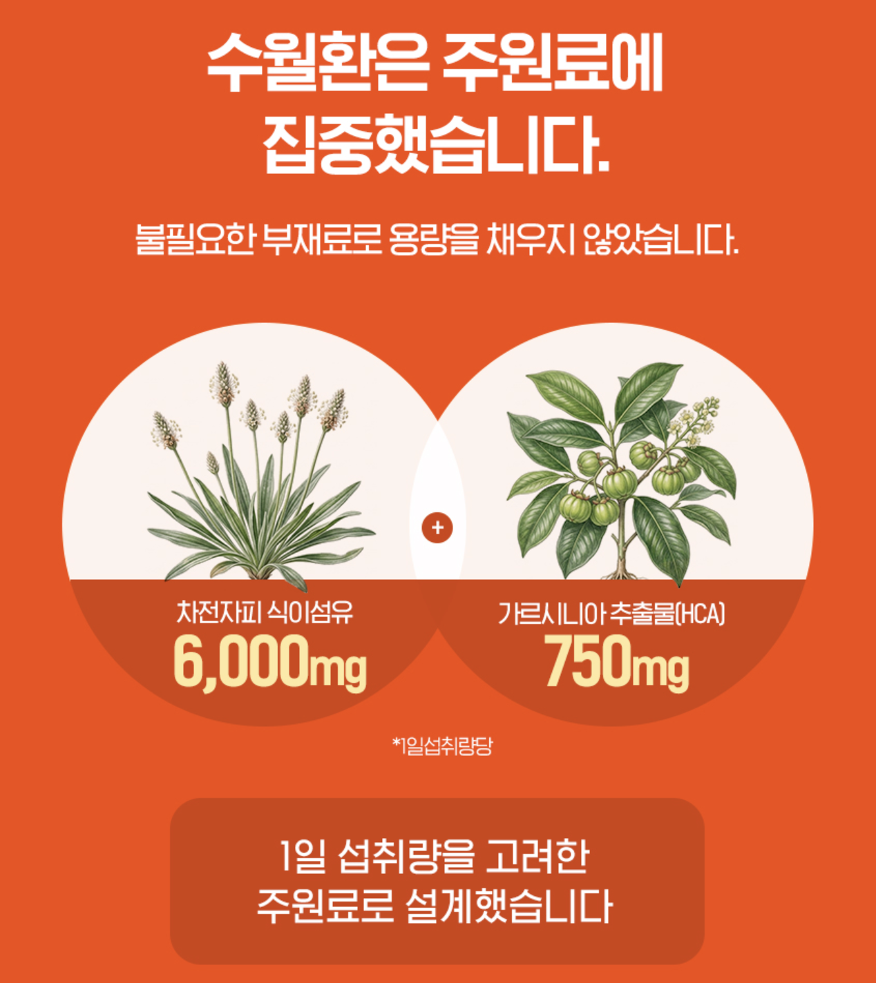 가르시니아추출물 garcinia 체지방감소영양제 컷팅제 캄보지아 가르니시아 보조제 이미지 6