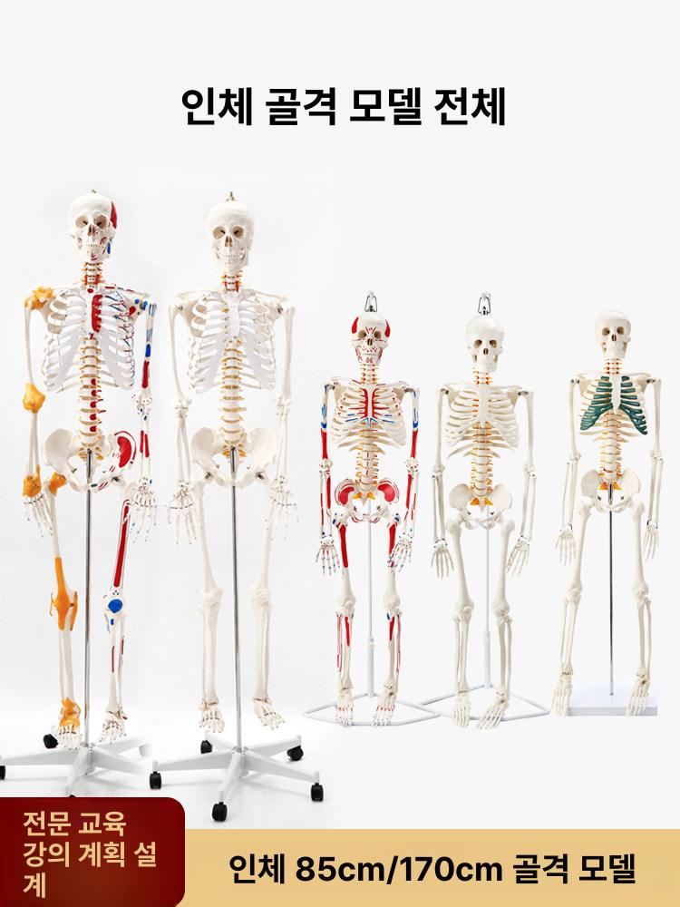 인체 뼈모형 골격 요추 해부학 구조 교구 모델 전신 신체 척추모형 실습용 골반뼈 - 상세 이미지 5