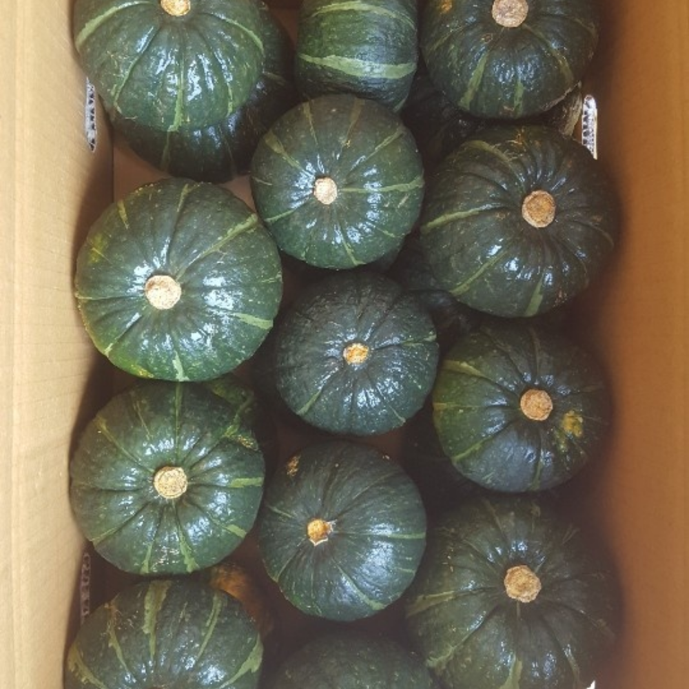 퍼스트프레시 국내산 제주 미니 단호박 밤호박 보우짱 10kg, 1개 - 상품 이미지