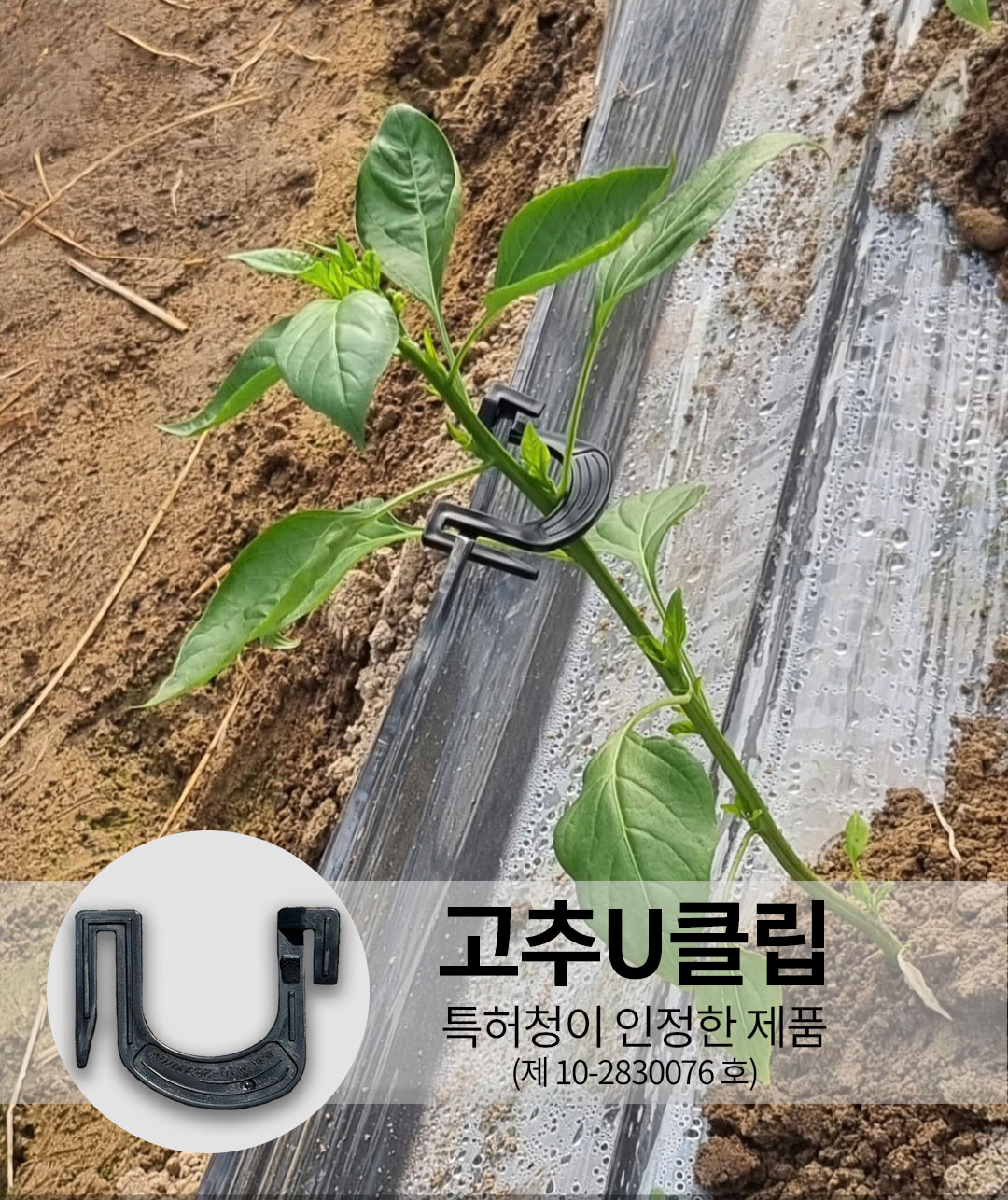 고추U클립 300개 고추클립 홀더 고추대 줄기고정 지지대 - 상세 이미지 2
