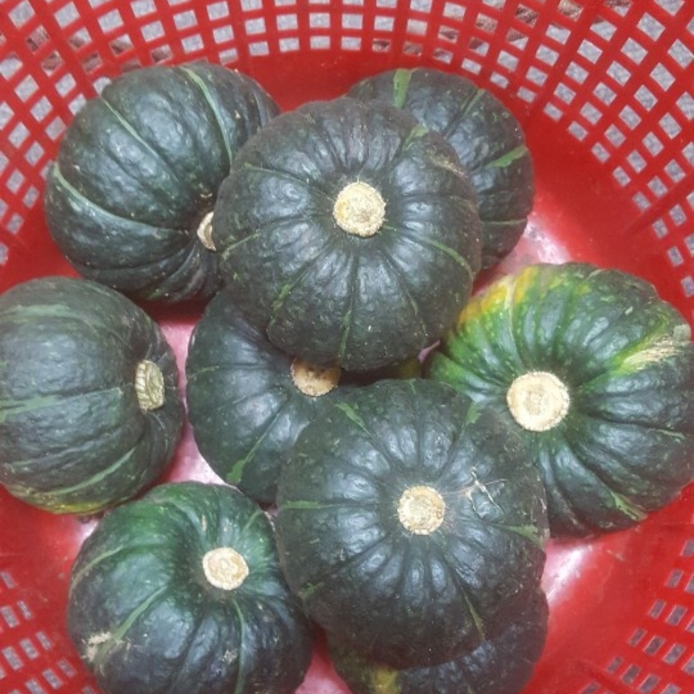 퍼스트프레시 국내산 제주 미니 단호박 밤호박 보우짱 2kg, 1개 - 상세 이미지 2