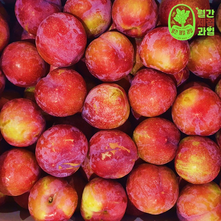 왕자두 큰 도담자두 포모사 솔담 피자두 체리자두 제철 대왕자두 1kg 5kg - 상세 이미지 5