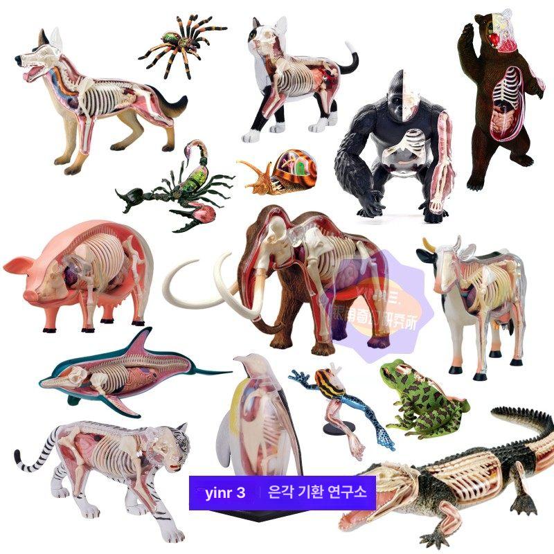 젖소 모형 동물해부학 교구 표본 교육용 피규어 수의과 실습 색상 장난감 골격 장기 - 상세 이미지 2