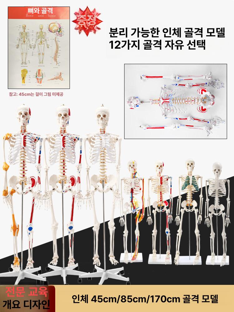 인체 뼈모형 골격 요추 해부학 구조 교구 모델 전신 신체 척추모형 실습용 골반뼈 - 상세 이미지 2